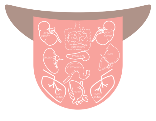 Organ map for Ayurvedic tongue analysis